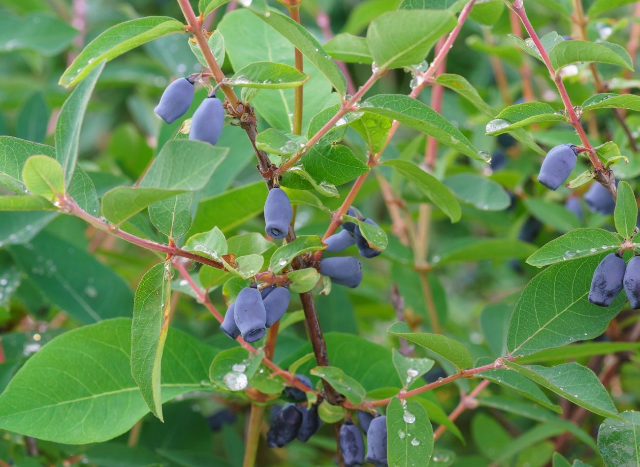 Helpoin hedelmäpensas kasvaa. Ei paljon työtä, ja sato on suuri, maukas ja terveellinen