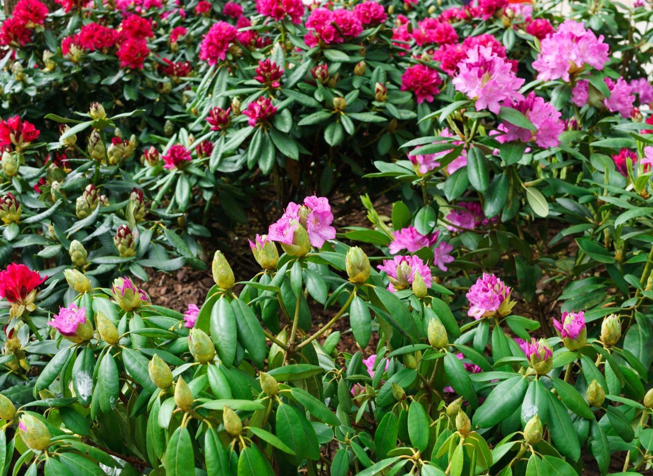 5 yleisintä virhettä rododendronien viljelyssä. Siksi rododendron kukkii huonosti ja on sairas