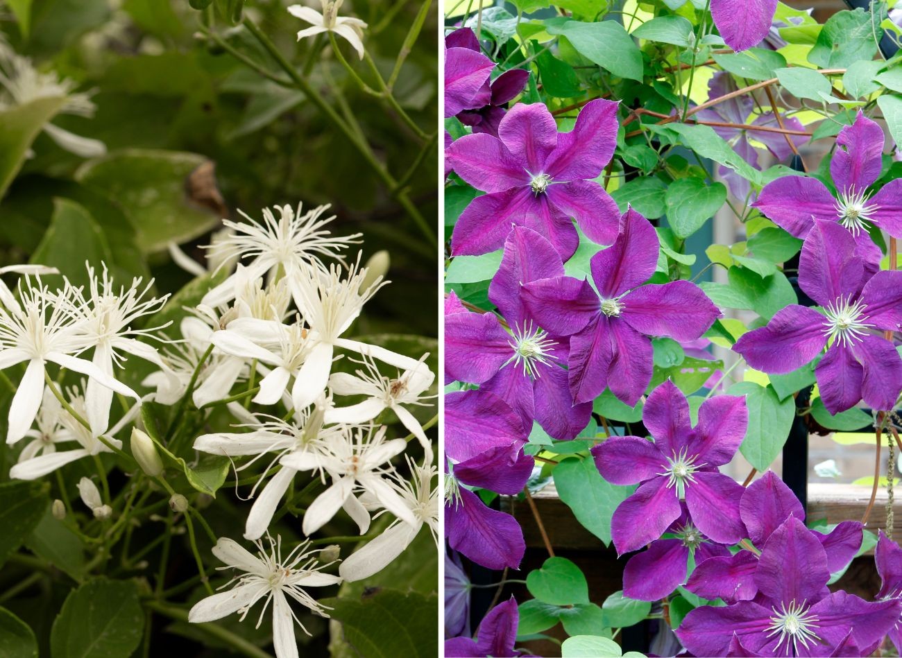 Kuinka ja milloin istuttaa clematisia? Aseman ja maan valmistelu clematis