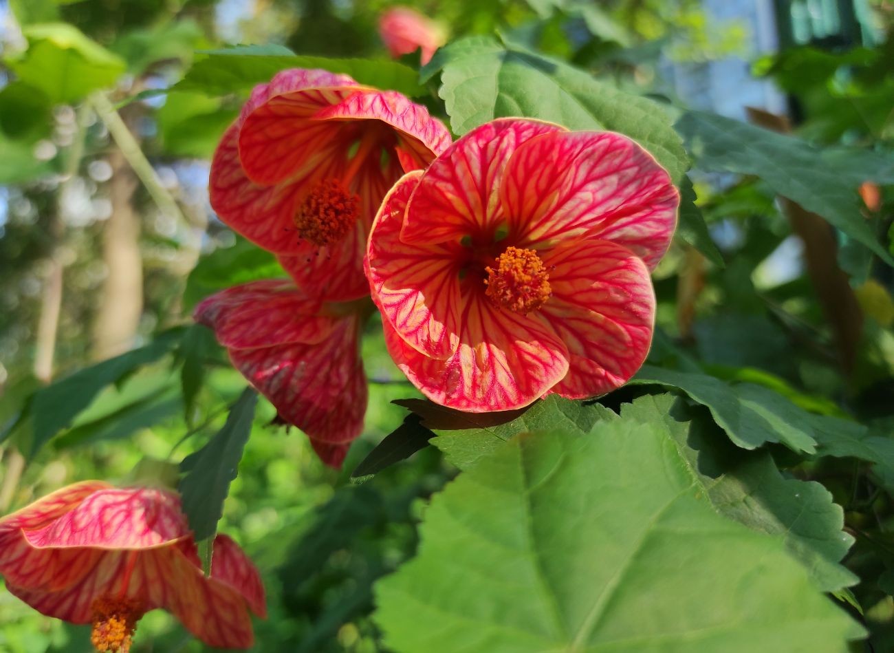 Alkuperäinen kasvi kasvattamiseen puutarhassa ja potissa. Abutilon - Vaatimukset ja viljely