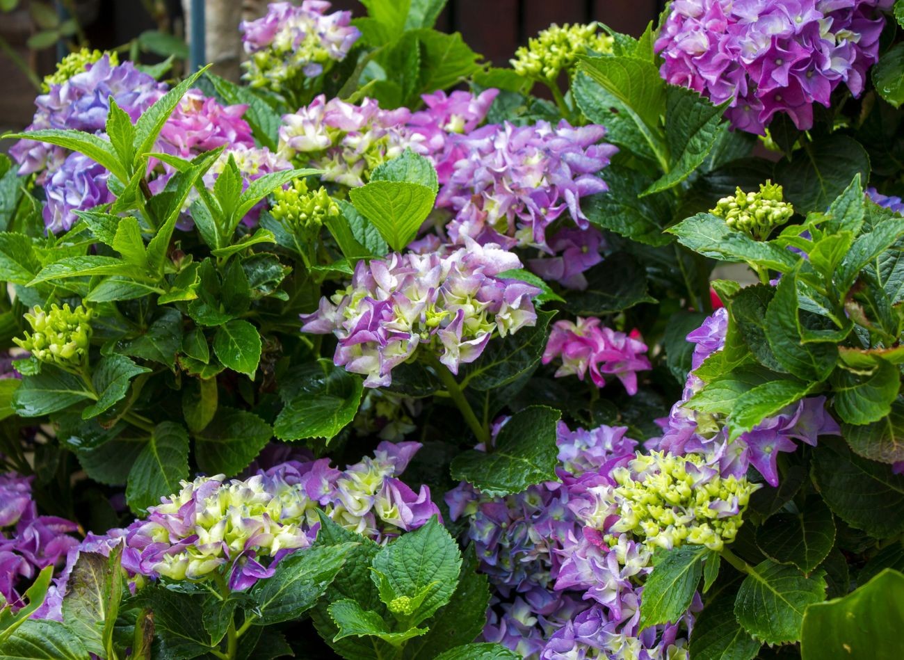Kuinka lannoittaa hydrangeas, jotta heillä on paljon kukkia? Kuinka hoitaa hydrangeas toukokuussa