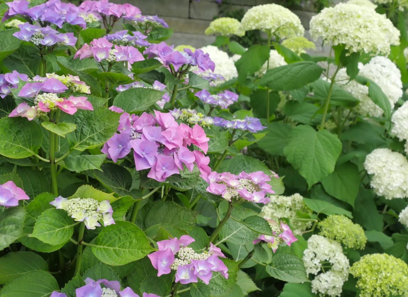Kuinka lannoittaa hydrangeas, jotta heillä on paljon kukkia? Hydrangean hoito toukokuussa