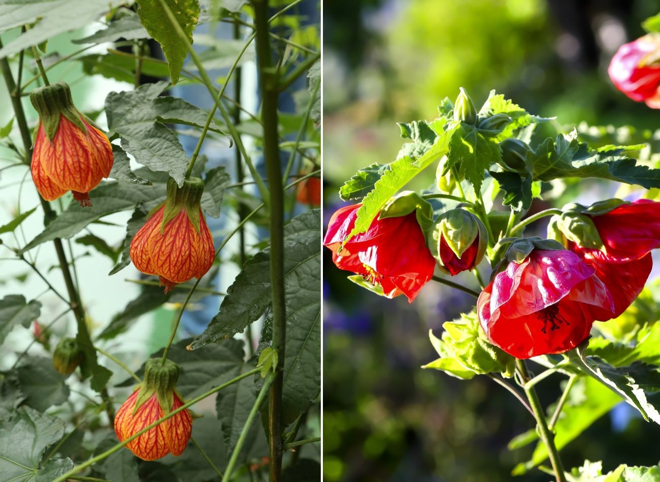 Alkuperäinen kasvi kasvattamiseen puutarhassa ja potissa. Abutilon - Vaatimukset ja viljely