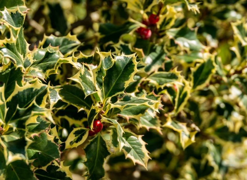 Seurakunta Holly 'Argentea marginata' näyttää houkuttelevalta milloin tahansa vuoden aikana.