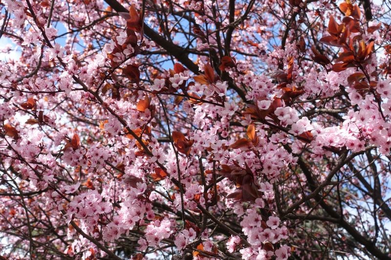 Cherry Plum 'Pissardia' on kaunis ja kestävä.