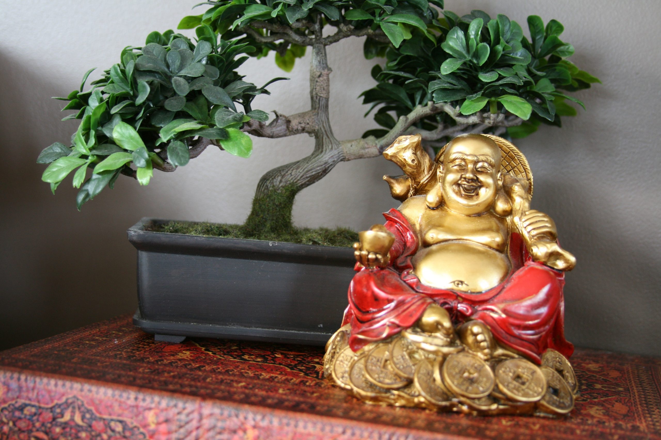 Jade-puu: miten aktivoida se toukokuussa rahan houkuttelemiseksi feng shui -periaatteiden mukaisesti